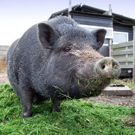 Casa vacanze Cozy & Texel Escape For Two Den Burg